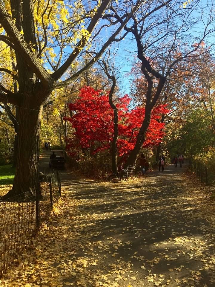 Autumn trees with golden and red foliage along a tree-lined path